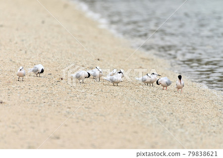 Wild bird / tern Wild bird / tern 79838621