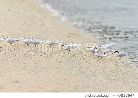 Wild bird / tern Wild bird / tern 79838644