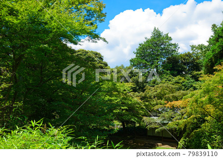 Tea room with young leaves and fresh greenery in the old Furukawa garden 79839110