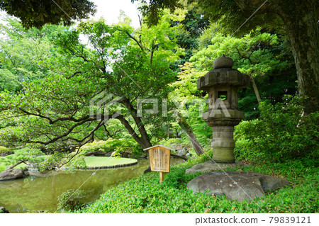 Stone lanterns and young leaves in the Kyu-Furukawa Garden and fresh green Taihei-type lanterns 79839121