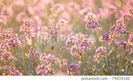 Rakkyo no Hana(鳥取縣北榮市) Rakkyo no Hana(鳥取縣北榮市) 79839180