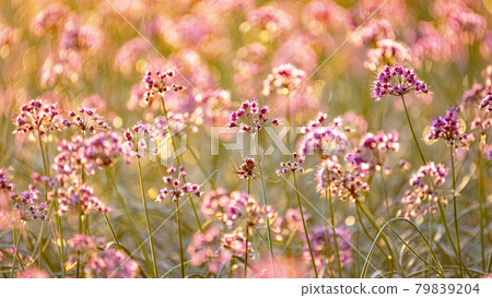 Rakkyo flowers (Hokuei Town, Tottori Prefecture) 79839204