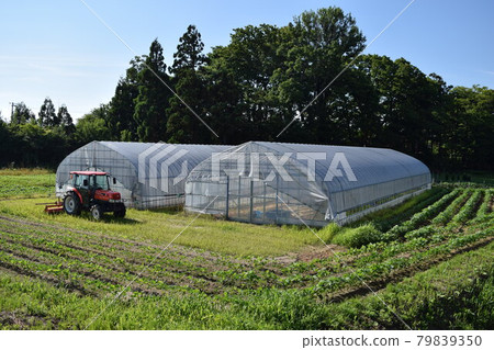 Greenhouse greenhouse cultivation 79839350