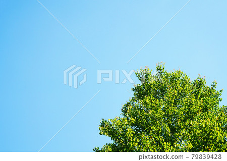 Fresh green and blue sky Fresh green and blue sky 79839428