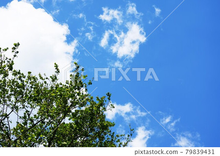 清新的綠色和藍天 79839431