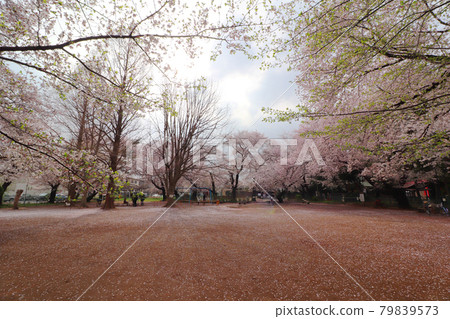 埼玉縣白岡市櫻花小國久津神社公園 79839573