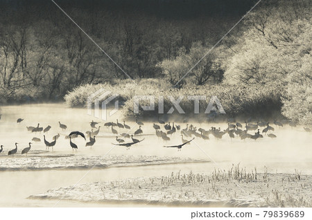 Tancho(北海道·Tsurui)從被冰包圍的棲息處飛行 Tancho(北海道·Tsurui)從被冰包圍的棲息處飛行 79839689