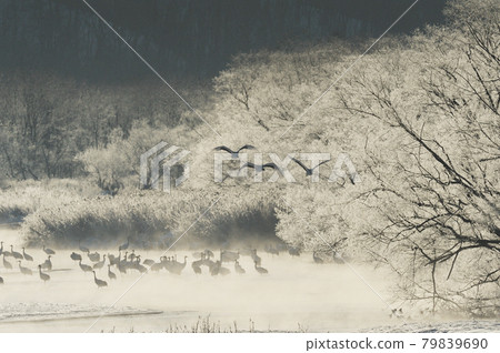 Tancho (Hokkaido · Tsurui) flying from the roost surrounded by ice Tancho (Hokkaido · Tsurui) flying from the roost surrounded by ice 79839690