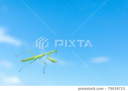 Insects Mantis walking on transparent glass Insects Mantis walking on transparent glass 79839713