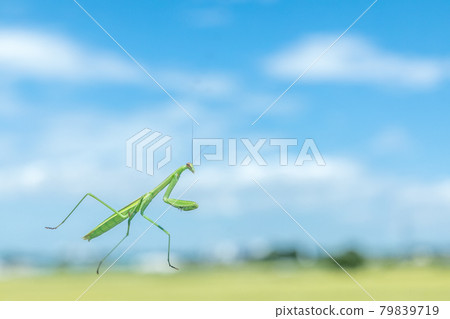 昆蟲螳螂在透明玻璃上行走 昆蟲螳螂在透明玻璃上行走 79839719
