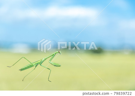 昆蟲螳螂在透明玻璃上行走 昆蟲螳螂在透明玻璃上行走 79839722