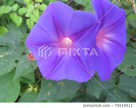 喇叭花 79839812