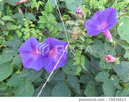 喇叭花 喇叭花 79839813