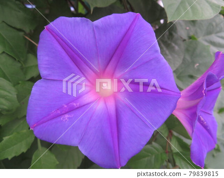 喇叭花 喇叭花 79839815