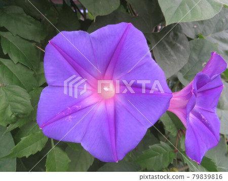 喇叭花 喇叭花 79839816