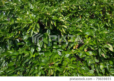 Thick green foliage of bushes. Natural background 79839855