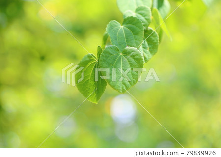 Kurazura離開 Kurazura離開 79839926