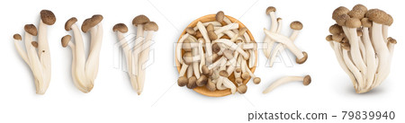 Brown beech mushrooms or Shimeji mushroom isolated on white background. Set or collection Brown beech mushrooms or Shimeji mushroom isolated on white background. Set or collection 79839940