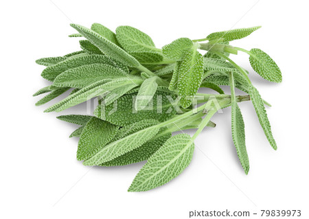 fresh sage herb isolated on white background with clipping path and full depth of field 79839973