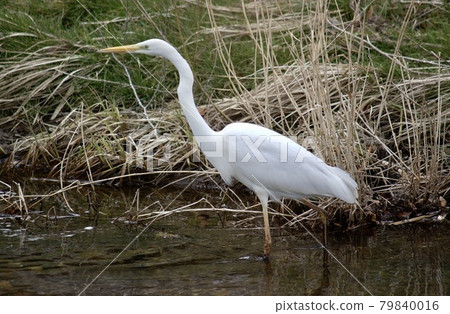 Great Egret looking for food in the waterways of Satoyama creatures Nanatsumori, Miyagi Prefecture 79840016