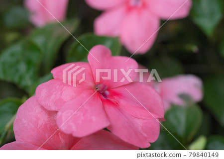 鳳仙花【綠底】 鳳仙花【綠底】 79840149