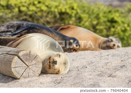 Galapagos Sea Lions lying in sand on beach on Galapagos Islands resting sleeping - Cute adorable Animals. Animal and wildlife nature on Galapagos, Ecuador, South America. Family of Sea lions Galapagos Sea Lions lying in sand on beach on Galapagos Islands resting sleeping - Cute adorable Animals. Animal and wildlife nature on Galapagos, Ecuador, South America. Family of Sea lions 79840404