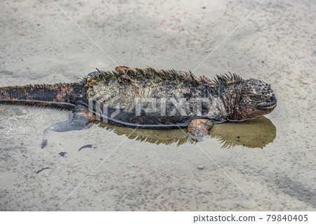 Galapagos Marine Iguana walking on Tortuga bay beach - Iguanas Santa Cruz Island 79840405