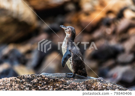 Galapagos penguin of Isabela Island, Galapagos Islands. Endangered species on Galapagos. Amazing animals and wildlife 79840406