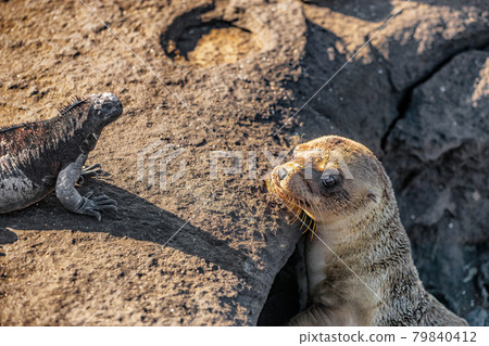 Galapagos animals. Galapagos Sea Lion looking at marine iguana 79840412