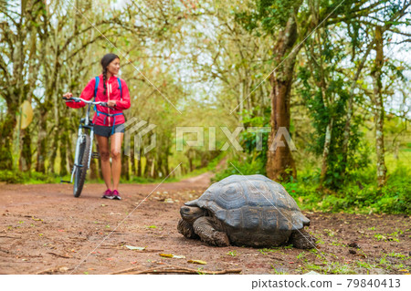 Galapagos Giant Tortoise and tourist cycling on bike on Santa Cruz Island on Galapagos Islands. Animals, nature and wildlife image of tortoise in highlands of Galapagos, Ecuador, South America 79840413