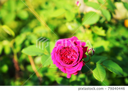 Rose flowers and buds in full bloom 79840446