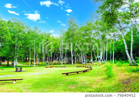 Birch forest and campground Birch forest and campground 79840452