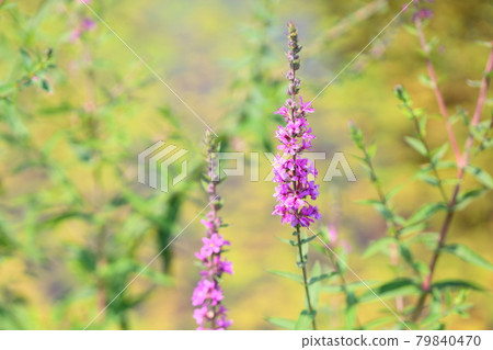 Miso Haigi Flower 79840470