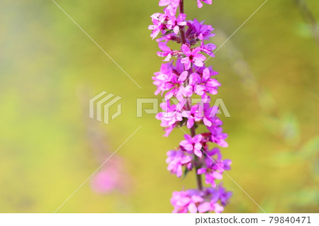 Miso Haigi Flower 79840471