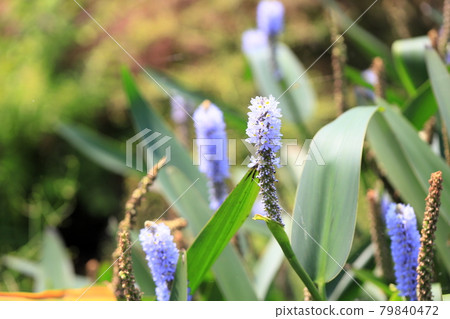Flowers of Pontedera 79840472