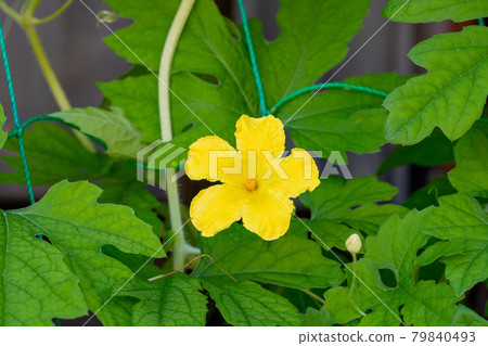 Bitter gourd flower 79840493