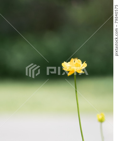 Dominant yellow flower with nice bokeh in background, detail shot made in Princes Island Park, Calgary, Alberta, Canada Dominant yellow flower with nice bokeh in background, detail shot made in Princes Island Park, Calgary, Alberta, Canada 79840575