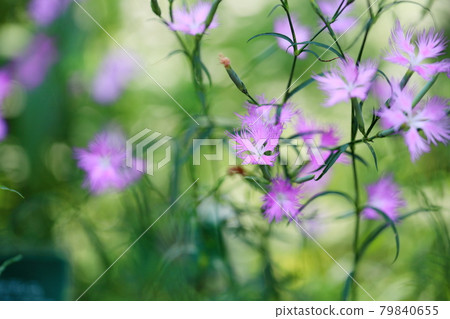 Flowers of Kawarana de Ceco Flowers of Kawarana de Ceco 79840655