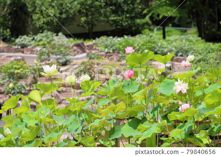 Lotus flower Lotus flower 79840656
