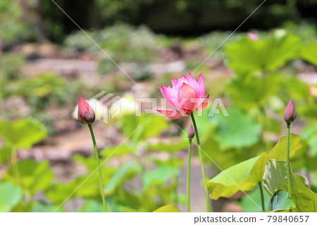Lotus flower Lotus flower 79840657