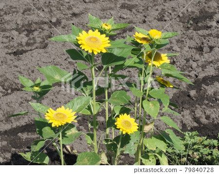 未成熟的向日葵 79840728