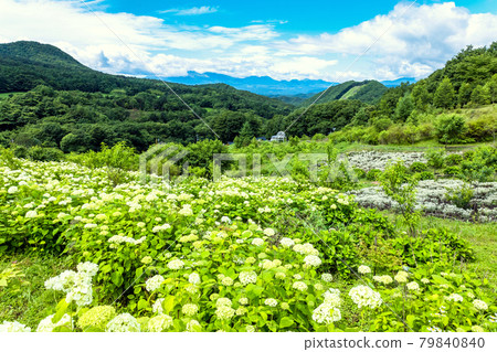 安娜貝爾和雪絨花 79840840