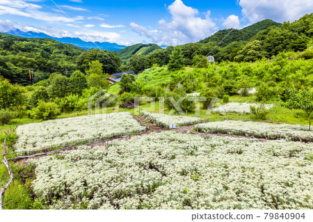 雪絨花花田和景色 雪絨花花田和景色 79840904