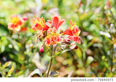 Alstroemeria flowers 79840973