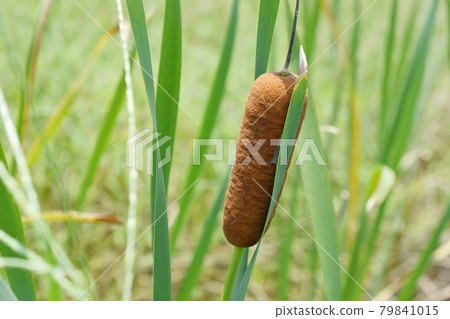 Ear of the Gama 79841015