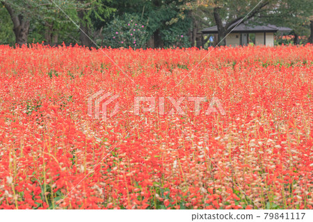 Salvia of Omiya Hananooka Norin Koen (Saitama City, Saitama Prefecture) Salvia of Omiya Hananooka Norin Koen (Saitama City, Saitama Prefecture) 79841117