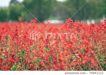 大宮花之岡諾林公園的鼠尾草（埼玉縣埼玉市） 79841121
