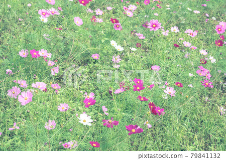 Omiya Hananooka Norin Koen Cosmos(埼玉縣埼玉市) Omiya Hananooka Norin Koen Cosmos(埼玉縣埼玉市) 79841132