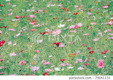 Omiya Hananooka Norin Koen Cosmos（埼玉縣埼玉市） 79841133