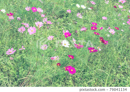 Omiya Hananooka Norin Koen Cosmos（埼玉縣埼玉市） 79841134